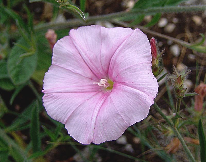 Image of Convolvulus cantabrica specimen.