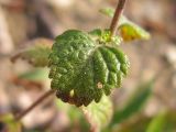 Clinopodium nepeta. Лист. Краснодарский край, окр. г. Геленджик, щель Прасковеевская, обочина дороги по склону хребта над селом Прасковеевка. 21.09.2013.