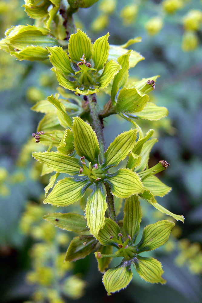 Image of Veratrum lobelianum specimen.