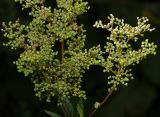 Filipendula ulmaria. Соплодия. Московская обл., Раменский р-н, окр. ж.-д. платформы Хрипань, залежь. 25.07.2013.