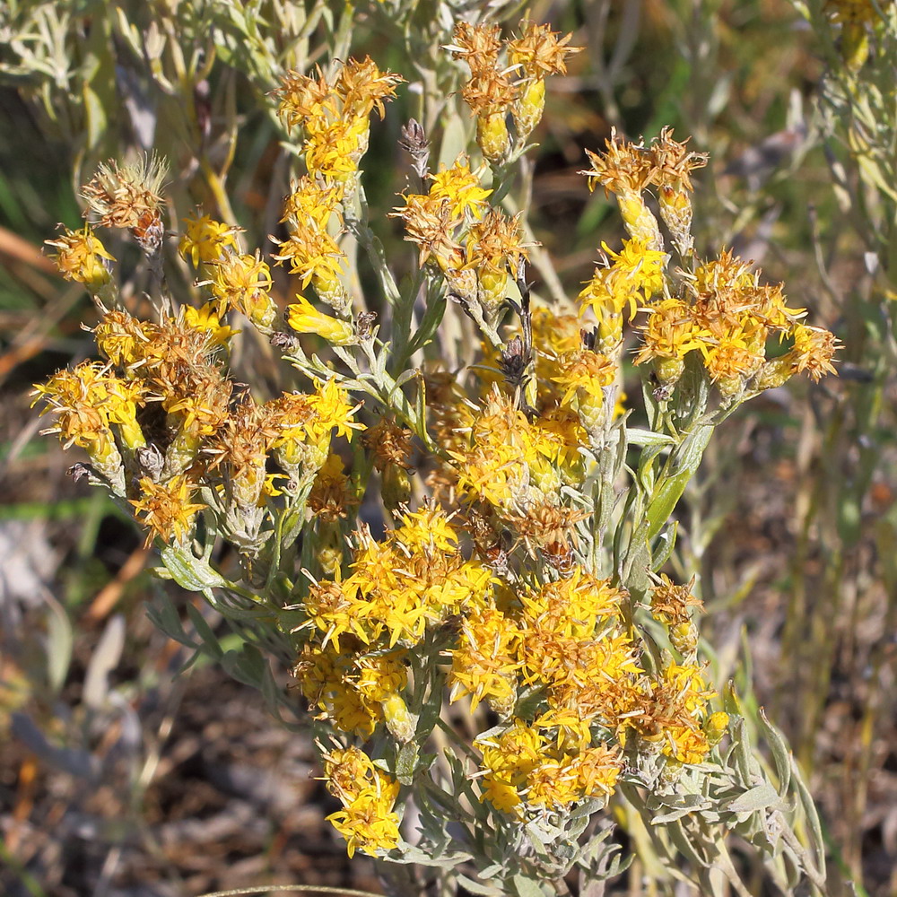 Image of Galatella villosa specimen.