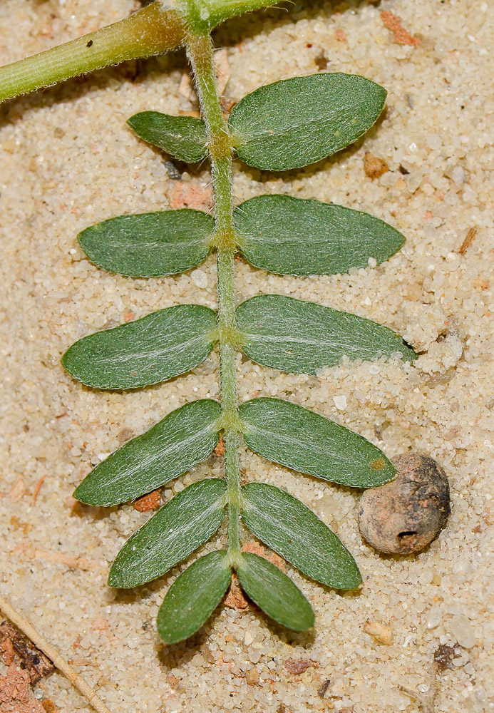 Изображение особи Tribulus terrestris.