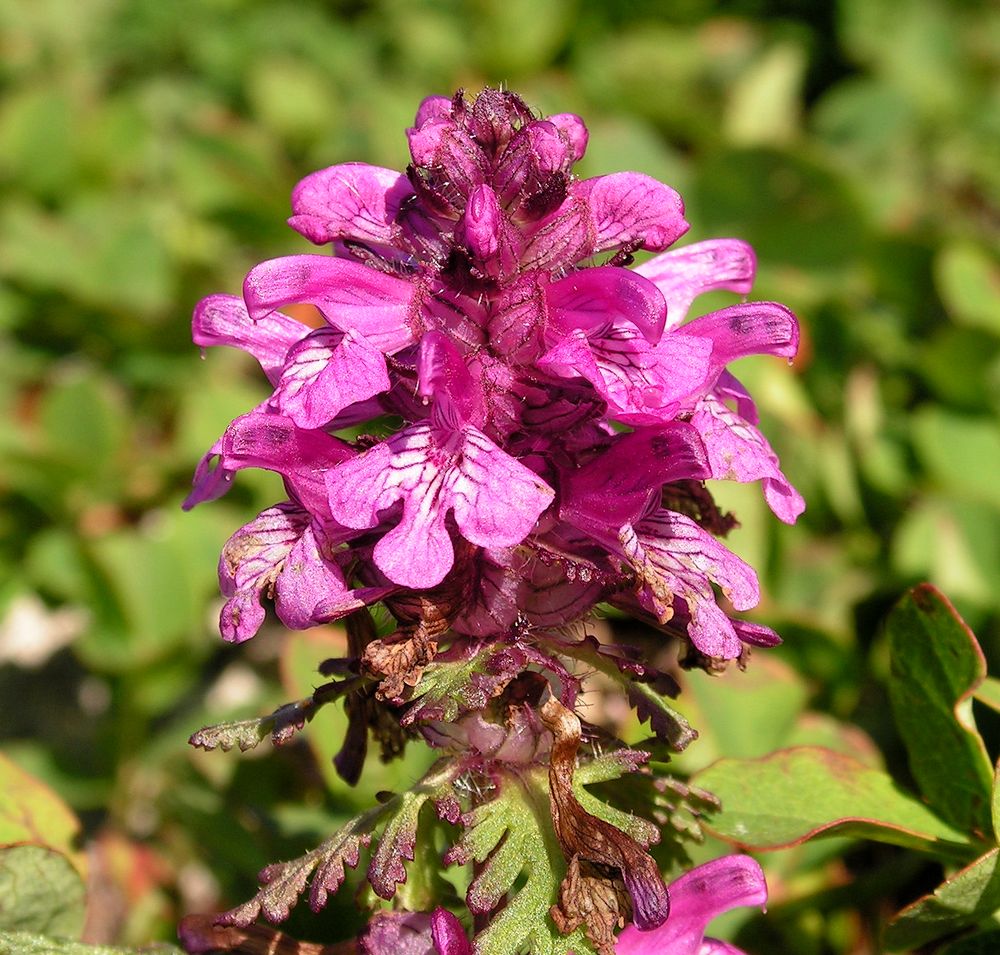 Image of Pedicularis verticillata specimen.