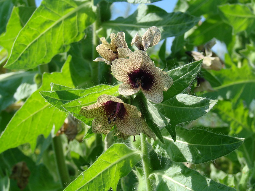 Изображение особи Hyoscyamus niger.