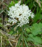 Ledum palustre