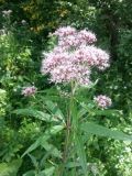 Eupatorium cannabinum