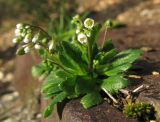 Erophila verna. Цветущее растение на крышке канализационного люка. Крым, окр. Ялты, Никитский сад. 9 января 2014 г.