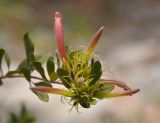 Trichocalyx obovatus. Верхушка ветви с бутонами. Сокотра, вади Айхафт. 05.01.2014.