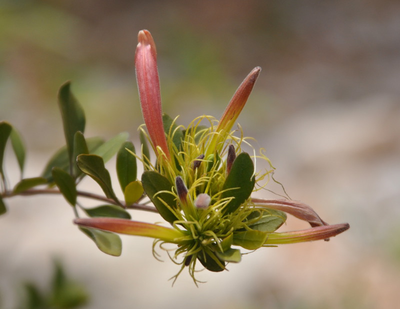 Изображение особи Trichocalyx obovatus.