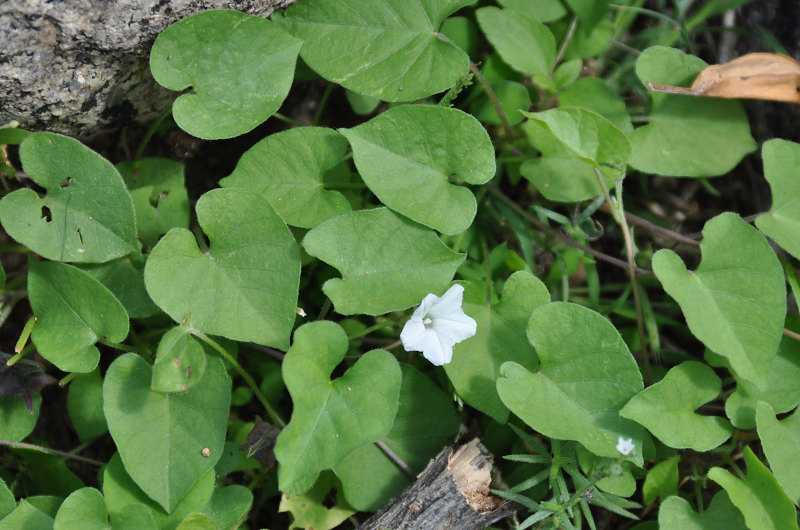 Image of Ipomoea obscura specimen.