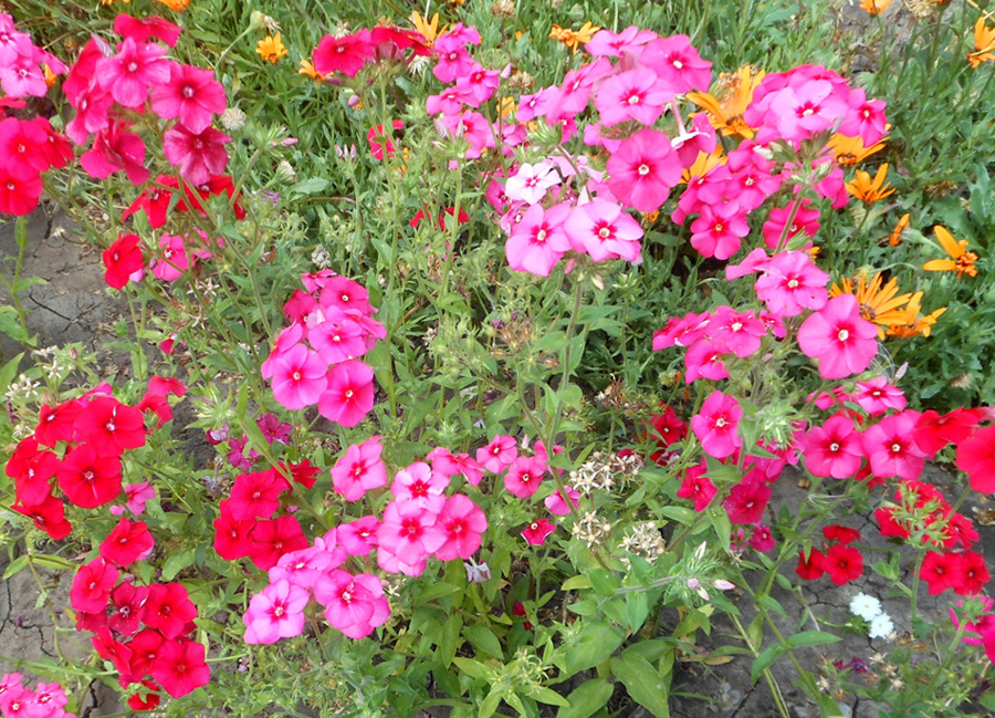 Image of Phlox drummondii specimen.