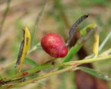 Salix rosmarinifolia. Часть побега; виден лист с галлом. Архангельская обл., Вельский р-н, окр. ур. Куваш, заболоченный лес. 12.08.2012.