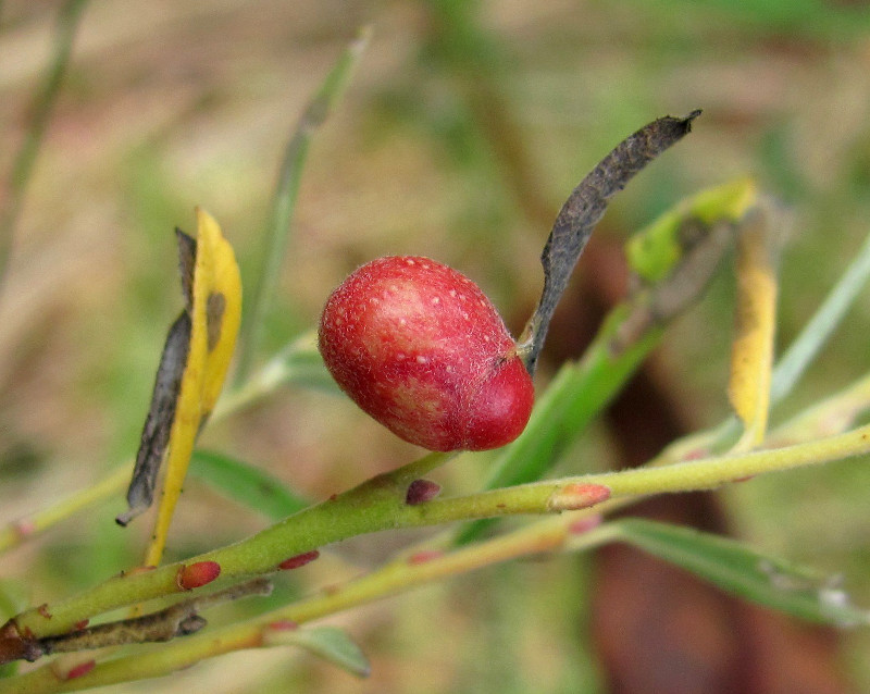 Image of Salix rosmarinifolia specimen.