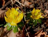 Eranthis hyemalis