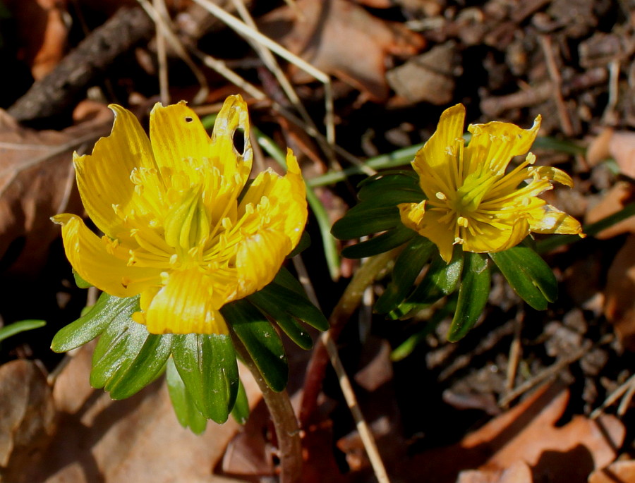 Image of Eranthis hyemalis specimen.
