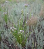 Allium angulosum