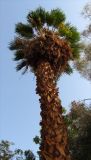 Washingtonia robusta. Взрослое дерево. Израиль, кибуц Эйн-Геди, ботанический сад. 18.03.2014.