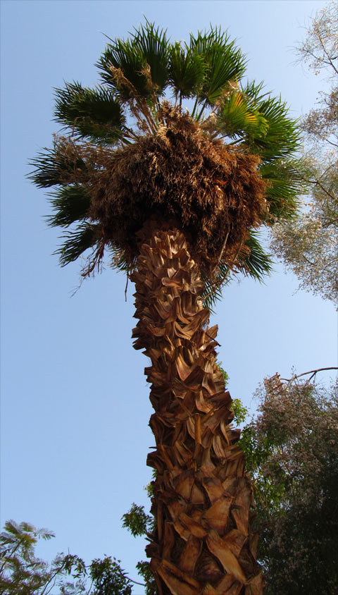 Изображение особи Washingtonia robusta.