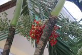 Adonidia merrillii
