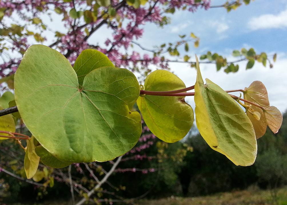 Изображение особи Cercis siliquastrum.