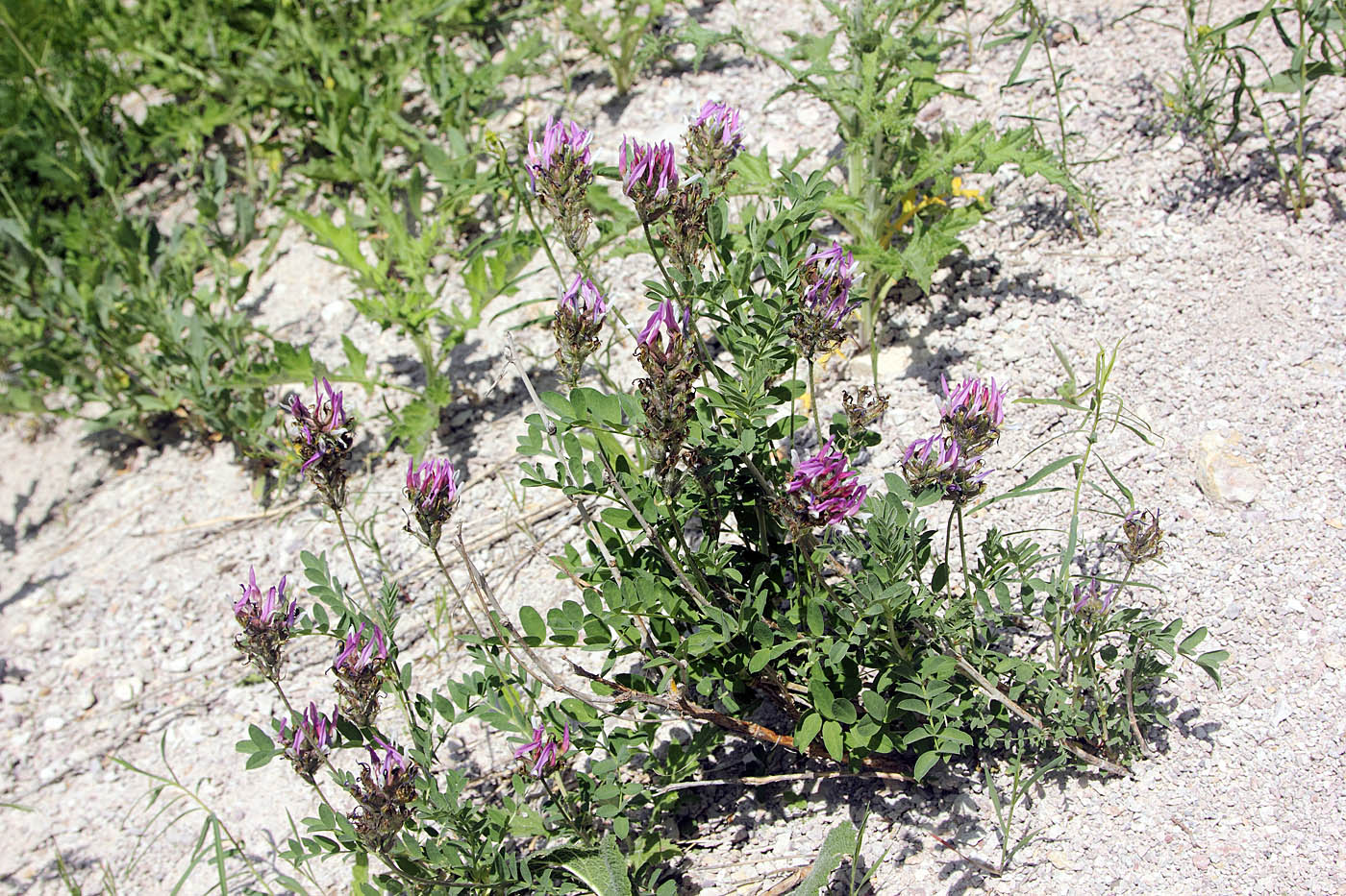 Image of Astragalus ugamicus specimen.