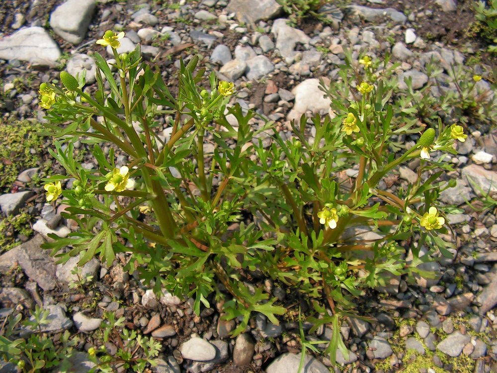 Image of Ranunculus sceleratus specimen.