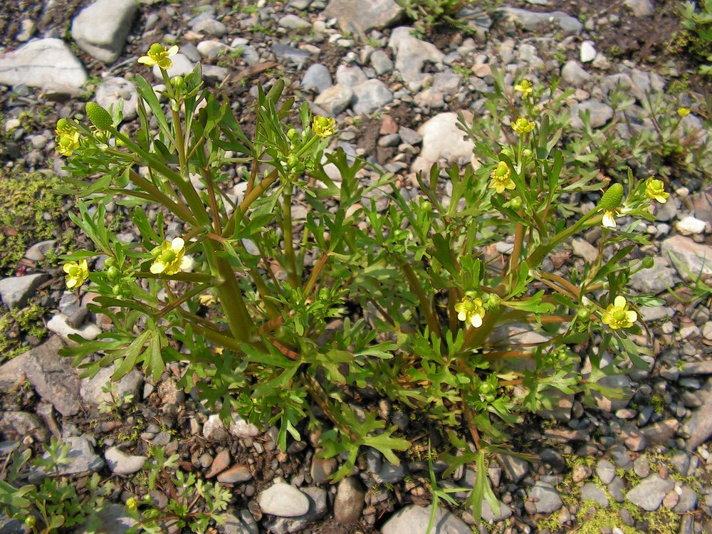 Изображение особи Ranunculus sceleratus.