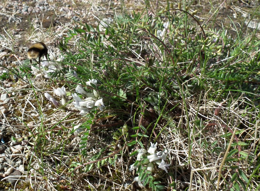 Изображение особи Oxytropis sordida.