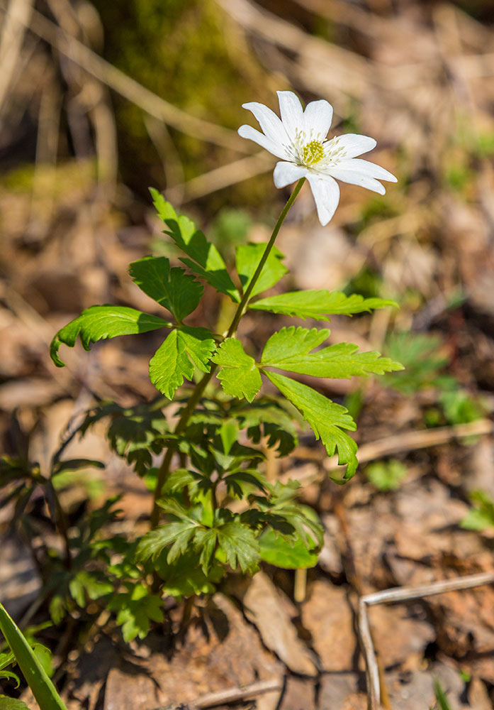 Изображение особи Anemone altaica.