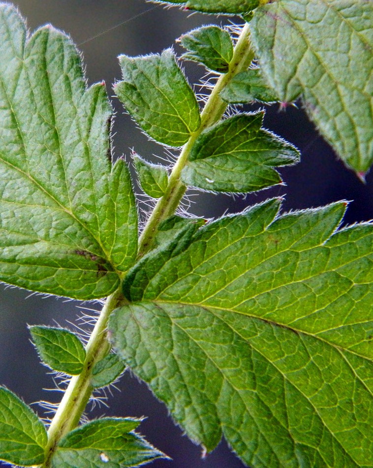 Изображение особи Agrimonia eupatoria.