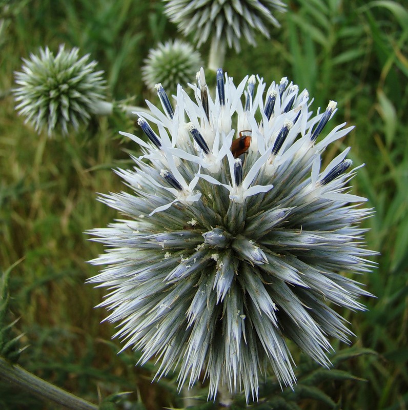 Изображение особи Echinops sphaerocephalus.