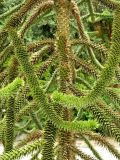 Araucaria araucana