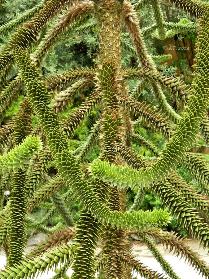 Изображение особи Araucaria araucana.