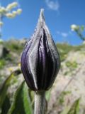 Clematis integrifolia