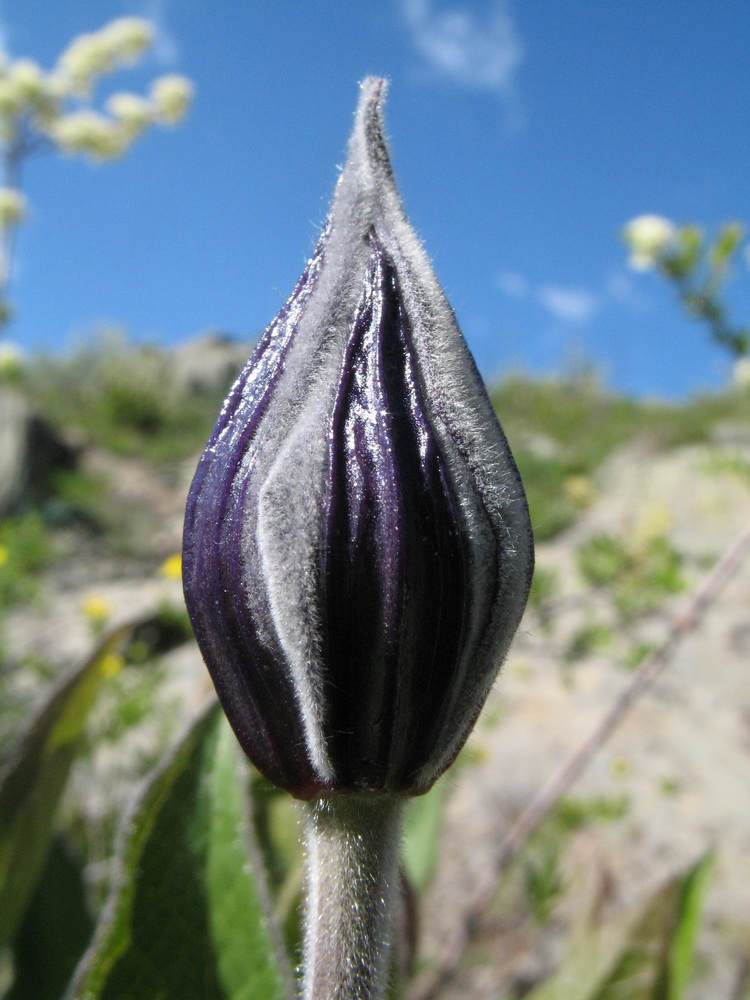 Изображение особи Clematis integrifolia.