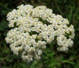 Achillea nobilis