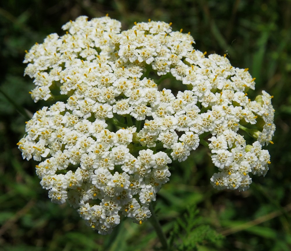 Изображение особи Achillea nobilis.