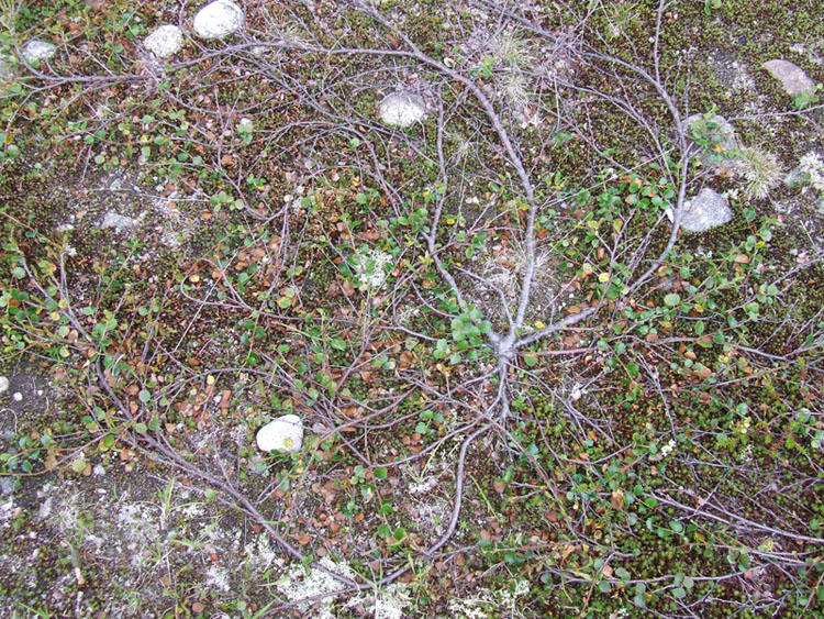 Image of Betula &times; alpestris specimen.