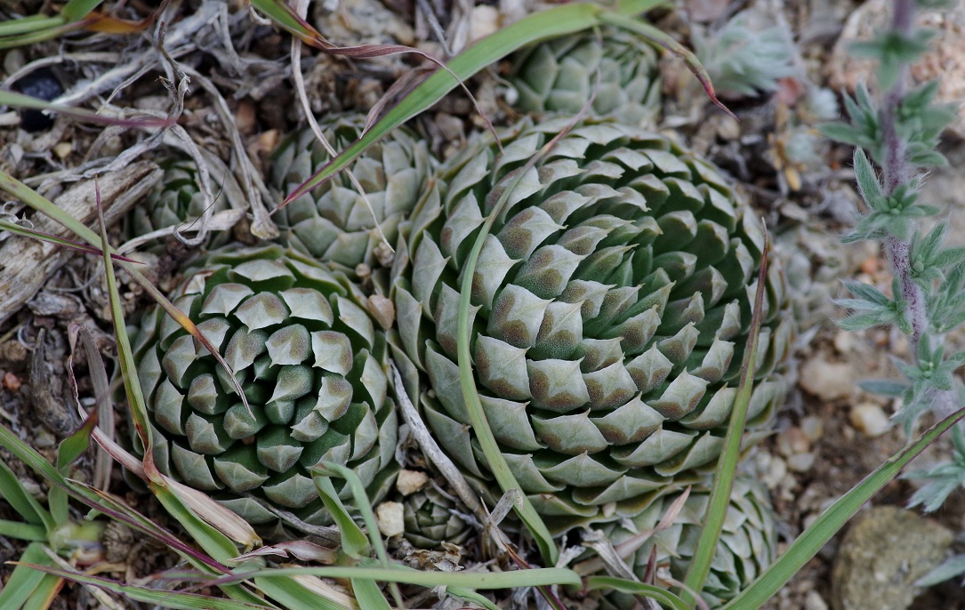 Image of Orostachys thyrsiflora specimen.