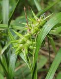 Carex grayi