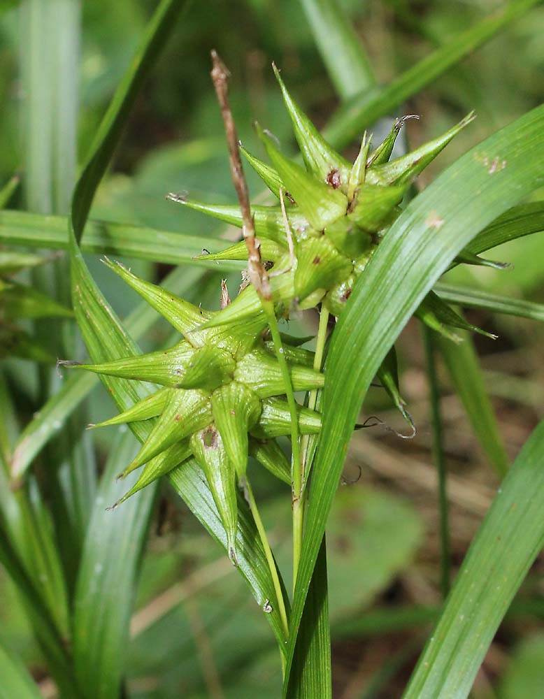 Изображение особи Carex grayi.