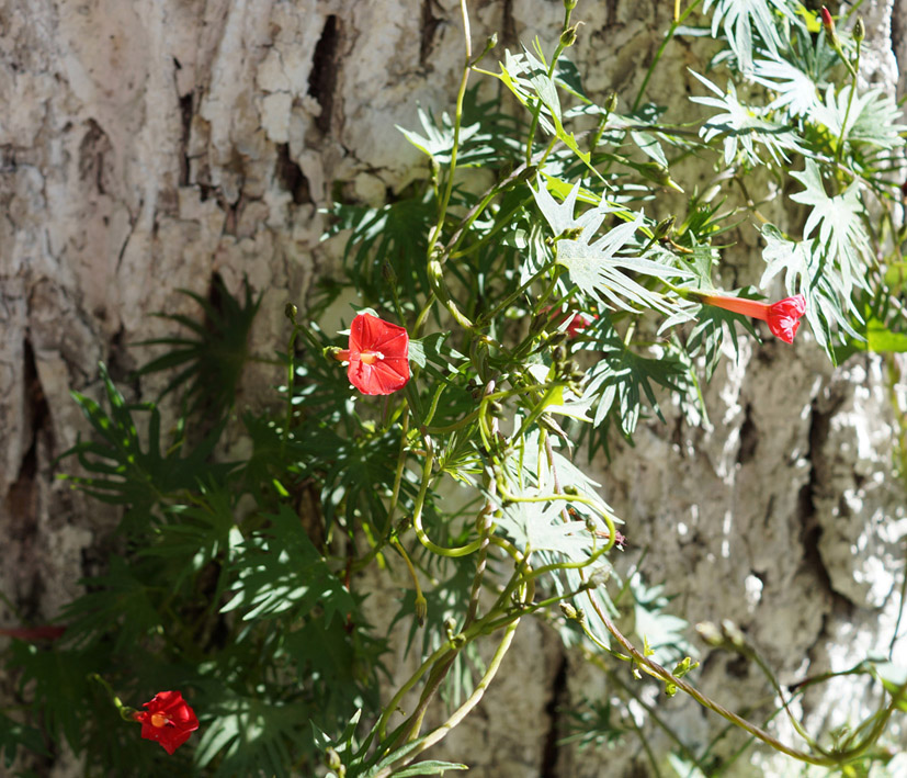 Image of Ipomoea &times; multifida specimen.