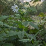 Cerastium davuricum