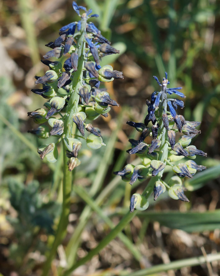 Изображение особи Muscari neglectum.