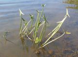 Sagittaria sagittifolia