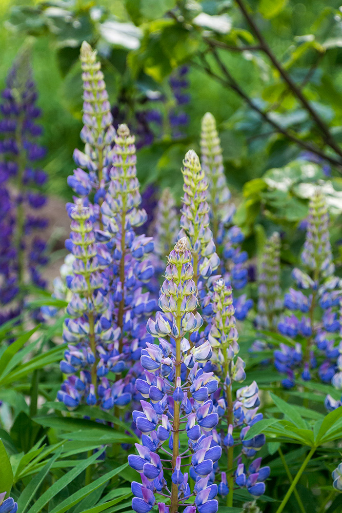 Изображение особи Lupinus &times; regalis.