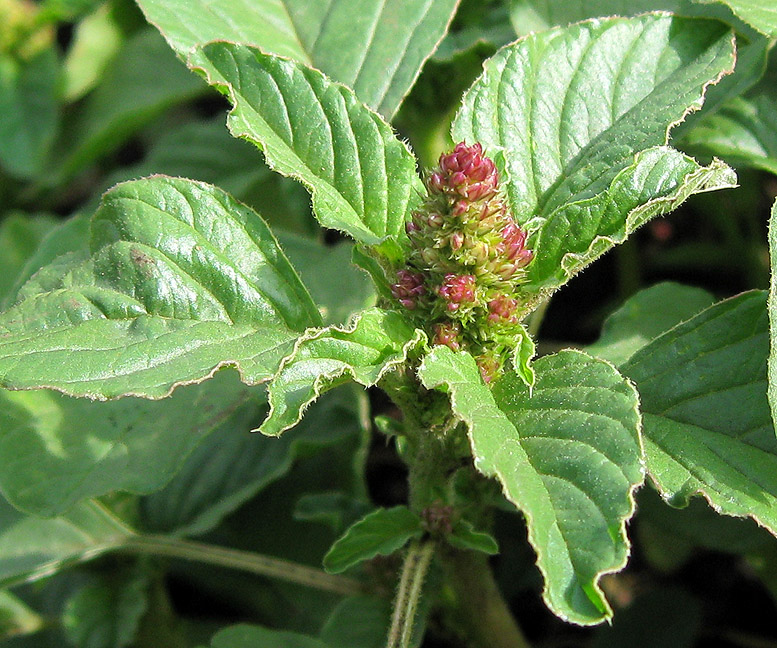 Image of Amaranthus retroflexus specimen.