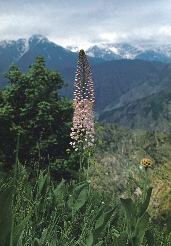 Image of Eremurus aitchisonii specimen.