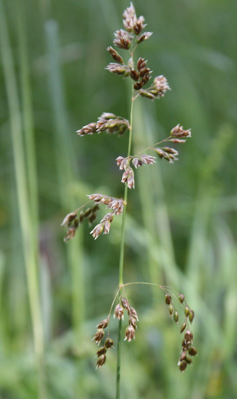 Image of Hierochloe odorata specimen.