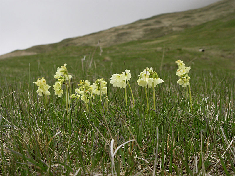 Изображение особи Primula ruprechtii.